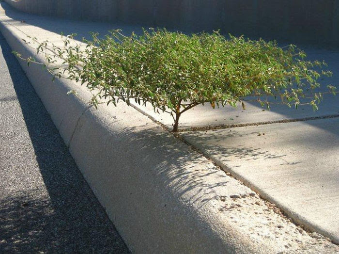 tree figures out how to grow in the crack of a sidewalk